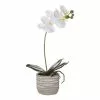 Rogue Butterfly Orchid Etched Pot 36 Cm White