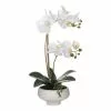 Rogue Butterfly Orchid In Stone Bowl 46 Cm White 1 Rogue Butterfly Orchid In Stone Bowl 46 Cm White -Bed Linen store BP645017 nc