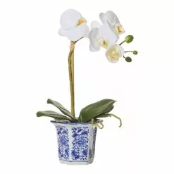 Rogue Butterfly Orchid In ChInoiserie Pot