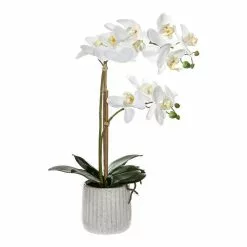 Rogue Butterfly Orchid In Ceramic Pot