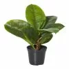 Rogue Rubber Plant In Garden Pot -Bed Linen store SP 612101