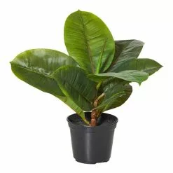 Rogue Rubber Plant In Garden Pot