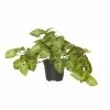 Rogue Syngonium In Garden Pot -Bed Linen store SP 613774 2