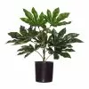 Rogue Aralia Plant In Garden Pot -Bed Linen store SP 614063