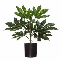 Rogue Aralia Plant In Garden Pot