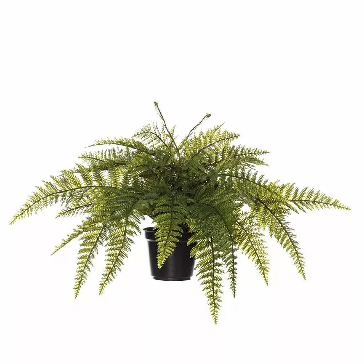 Rogue Ruffle Fern Pot 70x70x40cm 3 Rogue Ruffle Fern Pot 70x70x40cm