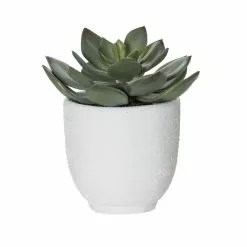 Rogue Echeveria Orson Pot