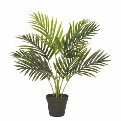Rogue Areca Palm Pot 50x55cm