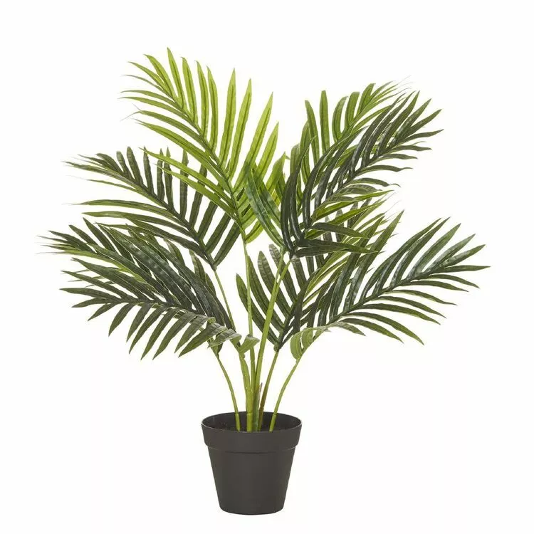 Rogue Areca Palm Pot 50x55cm 3 Rogue Areca Palm Pot 50x55cm