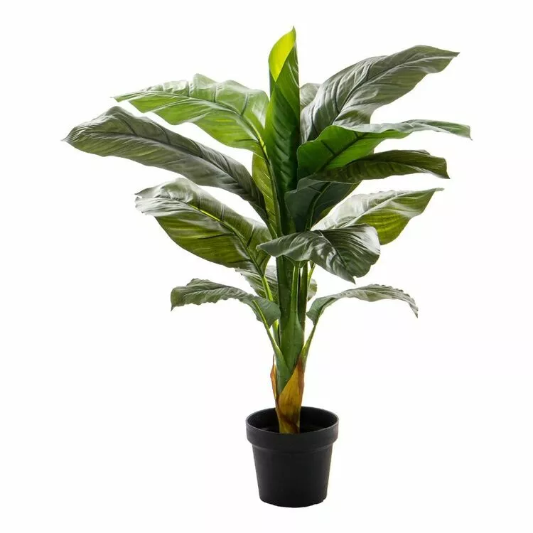 Rogue Giant Spathiphyllum Plant Garden Pot Green 60 X 60 X 100 Cm 3 Rogue Giant Spathiphyllum Plant Garden Pot Green 60 X 60 X 100 Cm