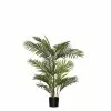 Rogue Cane Palm 80x60x90cm