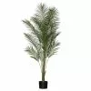 Rogue Areca Palm 150cm